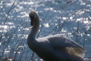 Roith2350