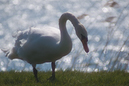 Roith2353