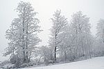 Im Nebel 1