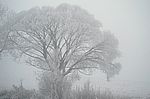 Im Nebel 3