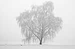 Im Nebel 5