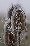 Dipsacus