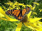 Monarch