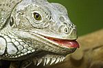 Leguan I
