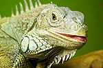 Leguan II