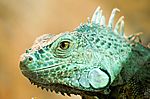 Leguan III
