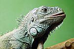 Leguan IV