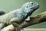 Leguan V